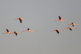 فلامینگوها میهمان آب‌های گرم خلیج فارس