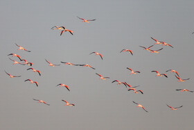 فلامینگوها میهمان آب‌های گرم خلیج فارس