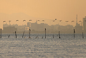 فلامینگوها میهمان آب‌های گرم خلیج فارس