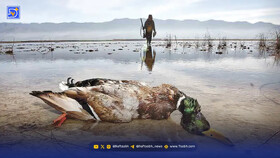 مرثیه تکراری از شکار غیرمجاز پرندگان مهاجر