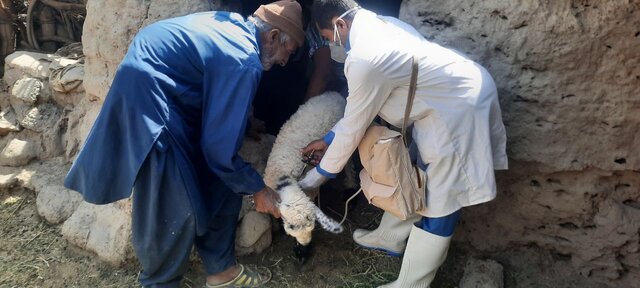 واکسیناسیون دام‌های سبک حوزه سیستان علیه بیماری طاعون