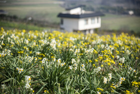 برداشت گل نرگس_ساری