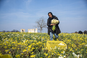 برداشت گل نرگس_ساری