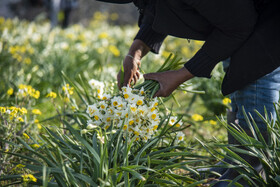 برداشت گل نرگس_ساری