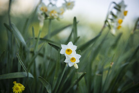 برداشت گل نرگس_ساری