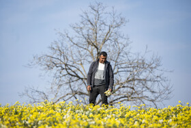 برداشت گل نرگس_ساری