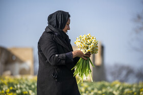 برداشت گل نرگس_ساری