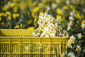 برداشت گل نرگس_ساری