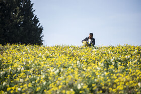 برداشت گل نرگس_ساری