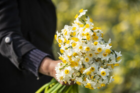 برداشت گل نرگس_ساری