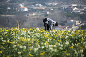 برداشت گل نرگس_ساری