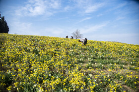 برداشت گل نرگس_ساری