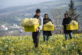 برداشت گل نرگس_ساری