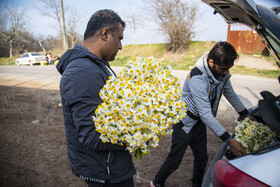 برداشت گل نرگس_ساری