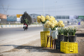 برداشت گل نرگس_ساری