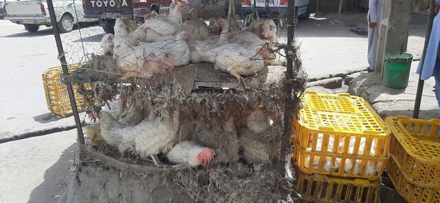 تداوم پایش بهداشتی عرضه مرغ در زاهدان