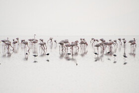 تالاب مهارلو - شیراز