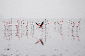 بیش از ۷۰ درصد گونه‌های پرندگان مهاجر جهان به تالاب‌ها وابسته‌اند | تالاب مهارلو - شیراز