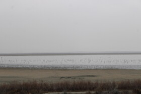 وقتی افزایش دما، تالاب‌های گلستان را سر می‌کشد + عکس