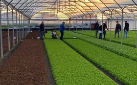 خاش پیشتاز توسعه کشت گلخانه‌ای در مقابله با بحران کم‌آبی