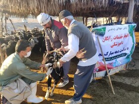 خدمات رایگان دامپزشکی به روستائیان و عشایر بوشهر