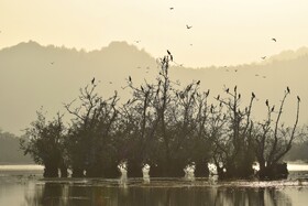 تالاب‌ها نقش کلیدی در تاب‌آوری سرزمین در برابر بحران‌ها دارند.
 | تالاب استیل - آستارا