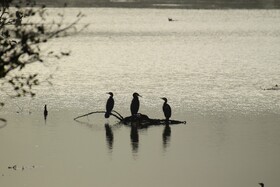 بسیاری از گونه‌های در معرض انقراض، وابستگی مستقیم به تالاب‌ها دارند | تالاب استیل - آستارا