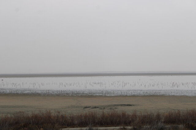 وقتی افزایش دما، تالاب‌های گلستان را سر می‌کشد + عکس