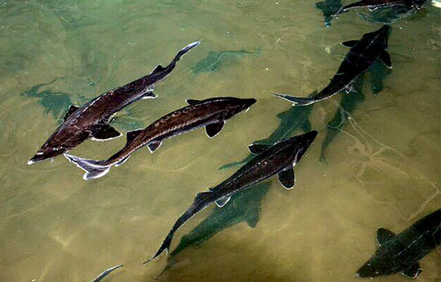 توسعه پرورش ماهیان خاویاری در سیستان و بلوچستان