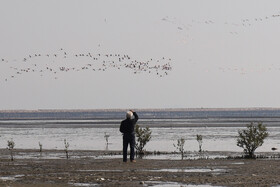 تالاب‌ها نقش مهمی در تعدیل دمای محلی دارند | تالاب حرا - بندرعباس