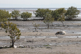 بیش از نیمی از تالاب‌های جهان از سال ۱۹۰۰ تاکنون از بین رفته یا به‌شدت تخریب شده‌اند | تالاب حرا - بندرعباس