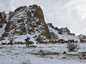 نذر سپید در دل برف