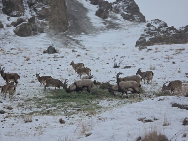 نذر سپید در دل برف