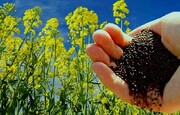 نیمی از مطالبات کلزاکاران آذربایجان غربی پرداخت شد