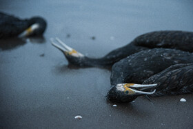 مرگ خاموش "باکلان" ها در سواحل خزر