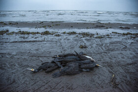 مرگ خاموش "باکلان" ها در سواحل خزر