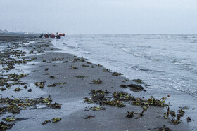 مرگ خاموش "باکلان" ها در سواحل خزر