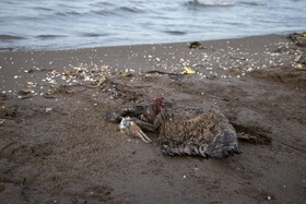 مرگ خاموش "باکلان" ها در سواحل خزر