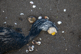 مرگ خاموش "باکلان" ها در سواحل خزر