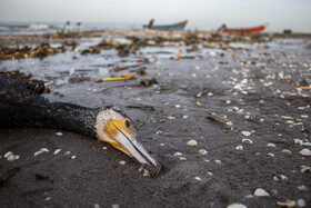 مرگ خاموش "باکلان" ها در سواحل خزر