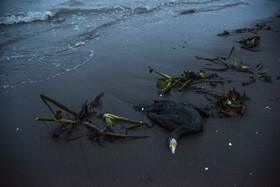 مرگ خاموش "باکلان" ها در سواحل خزر