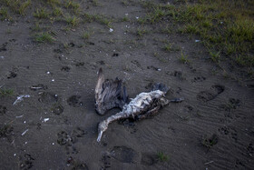 مرگ خاموش "باکلان" ها در سواحل خزر