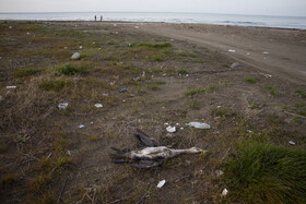 مرگ خاموش "باکلان" ها در سواحل خزر