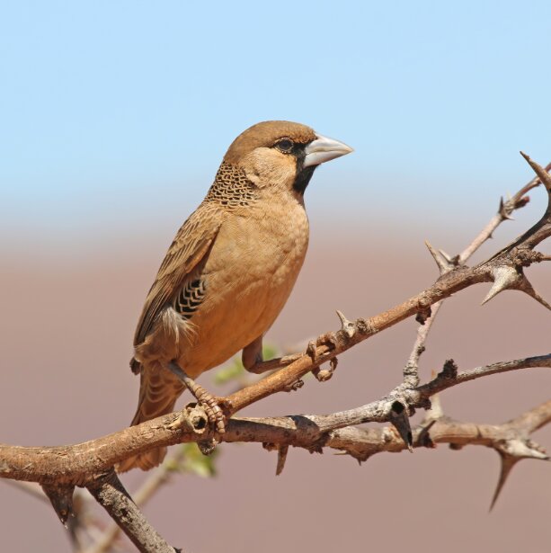 این پرنده به حیوانات دیگر دروغ میگوید!