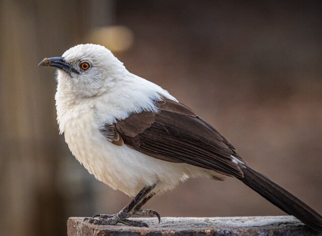 این پرنده به حیوانات دیگر دروغ میگوید!
