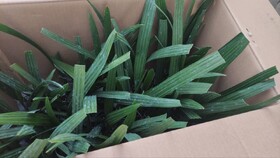 صادرات ۱۰ هزار اصله نهال کشت‌بافتی خرما از مرز مهران به عراق