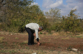 از بین رفتن ۸۰ دونم گندم در حومه قنیطره سوریه در پی سم‌پاشی ارتش اسرائیل