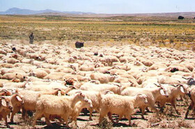 امکان افزایش تولید گوشت و شیر با بهره‌گیری از نژادهای بومی 