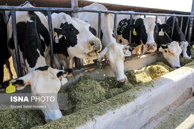 تمرکز مؤسسه تحقیقات علوم دامی کشور بر فرآوری‌های نوین و پرکاربرد در صنعت روز دنیا