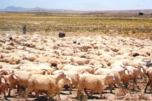 امکان افزایش تولید گوشت و شیر با بهره‌گیری از نژادهای بومی 